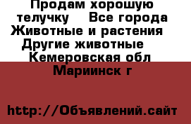 Продам хорошую телучку. - Все города Животные и растения » Другие животные   . Кемеровская обл.,Мариинск г.